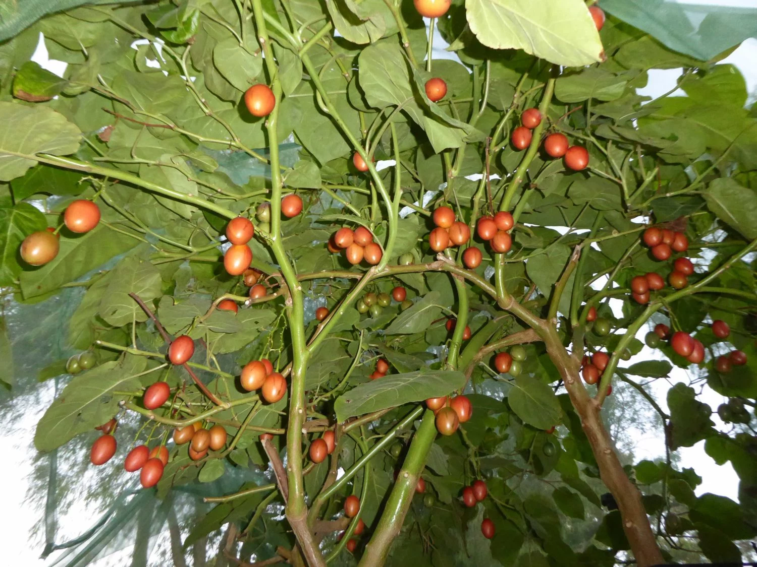 PROPIEDADES NUTRICIONALES DEL TAMARILLO