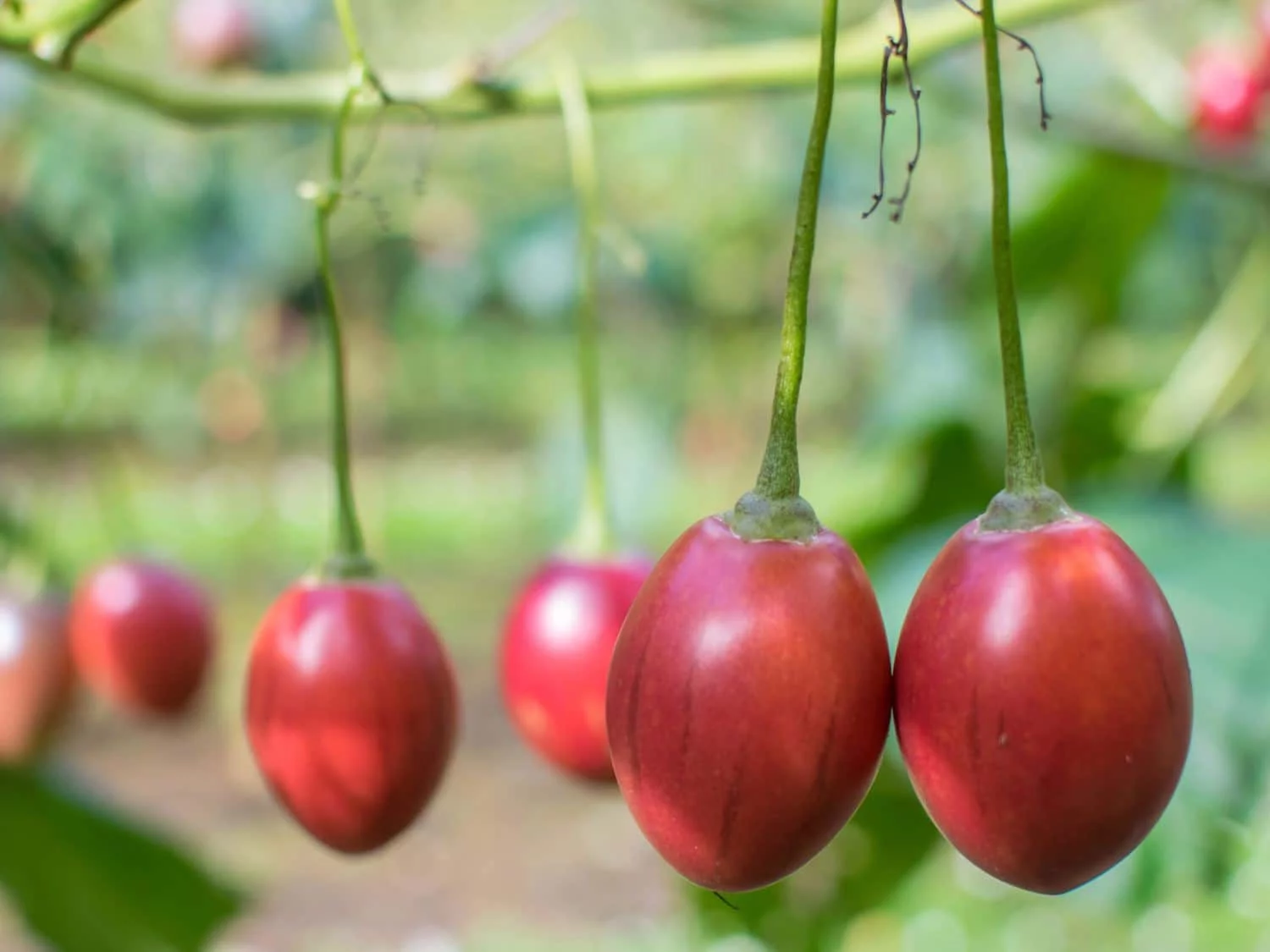 DESCUBRIENDO EL TAMARILLO: UN FRUTO EXÓTICO Y VERSÁTIL