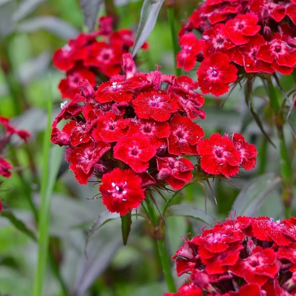 flores para el jardin Moncloa